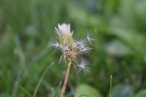 dandelion weed flower