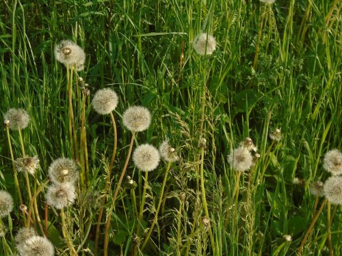 dandelion green plant