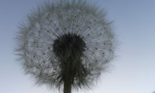 dandelion pluisbloem spring