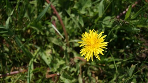 dandelion flower yellow