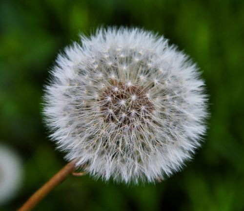 dandelion nature