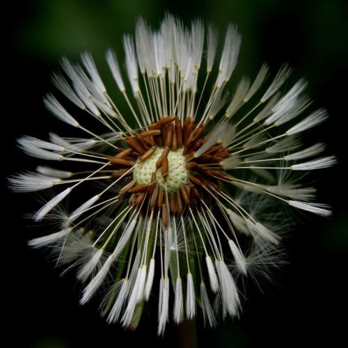 dandelion macro fluff