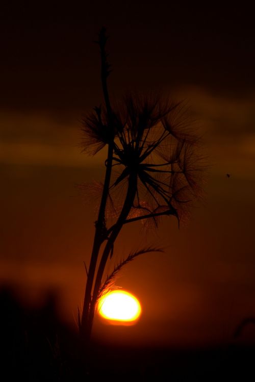 dandelion sunset drops