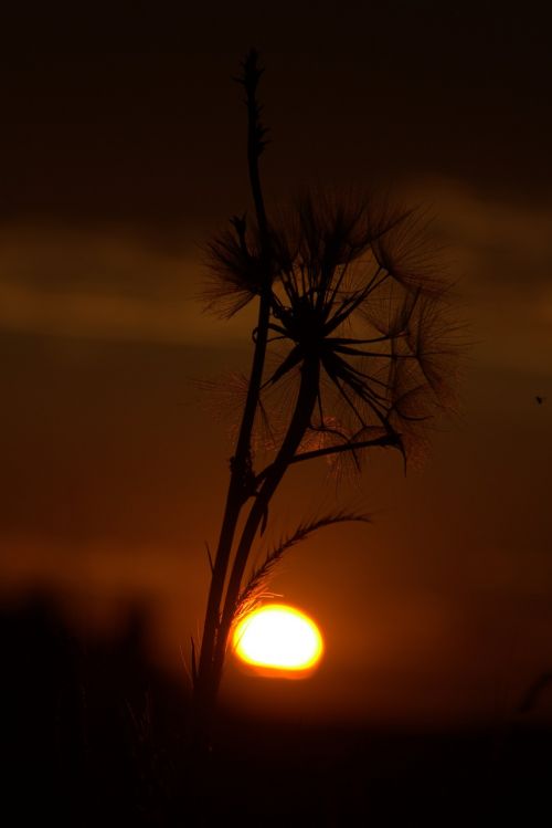 dandelion sunset evening