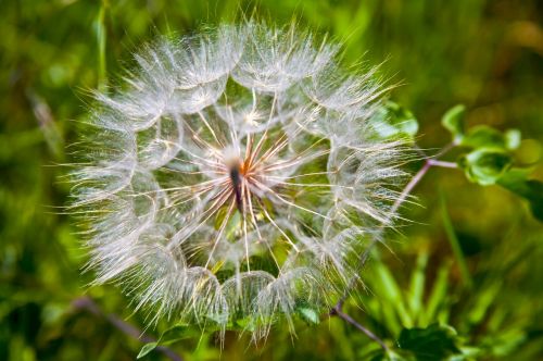 dandelion flower nature