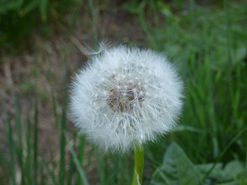 dandelion flower closeup