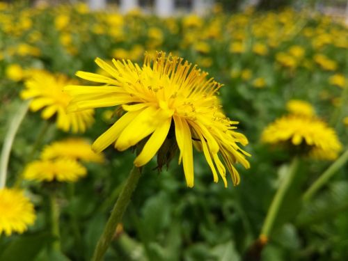 dandelion flower spring