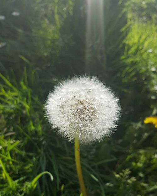 dandelion sun ray flower