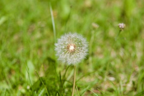 dandelion flower plant