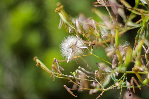 dandelion leaf nature