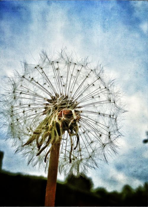 dandelion nature flower