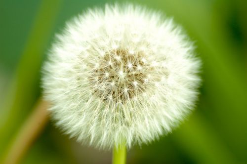 dandelion weeds nature