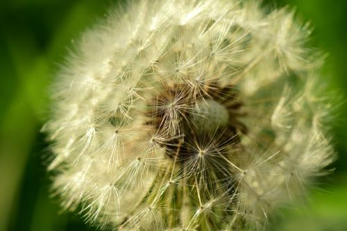 dandelion close seeds