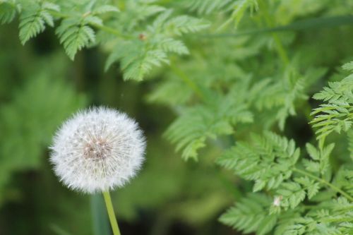 dandelion white flower foreground