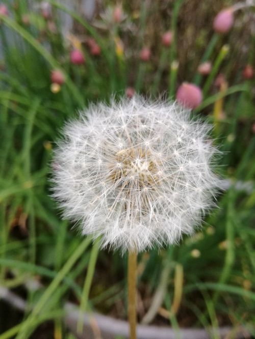 dandelion garden