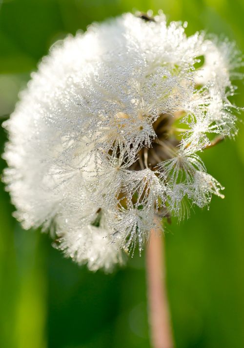 dandelion droplets rosa