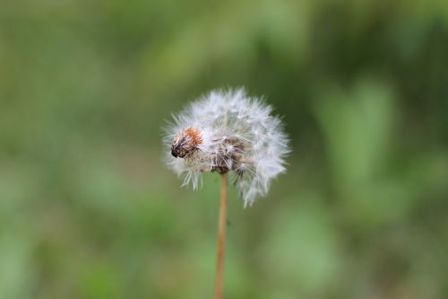 dandelion flower nature