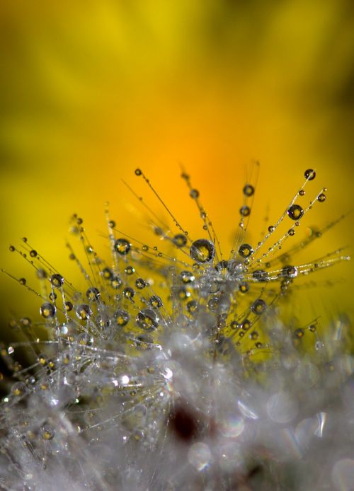 dandelion macro drops