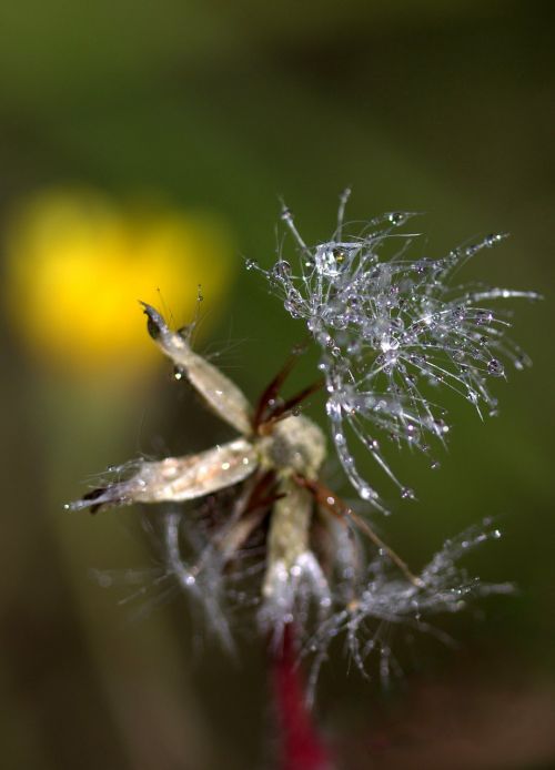 dandelion macro drops