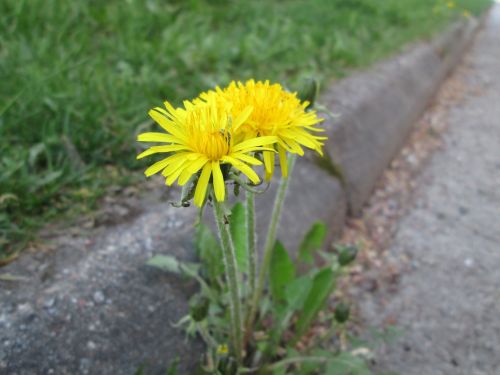 dandelion asphalt flower