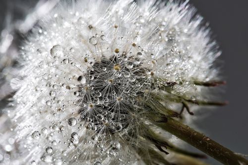 dandelion flower plant