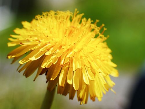 dandelion flora garden