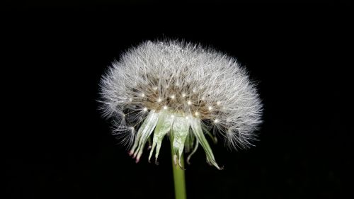 dandelion flowers nature