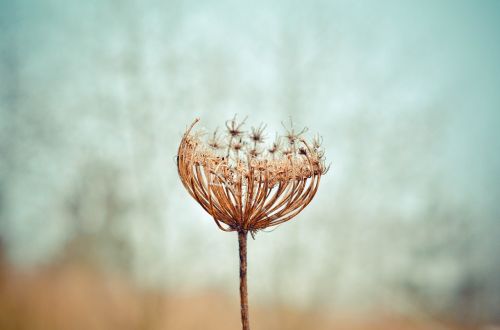 dandelion flower plant