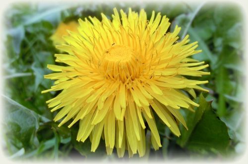 dandelion buttercup nature