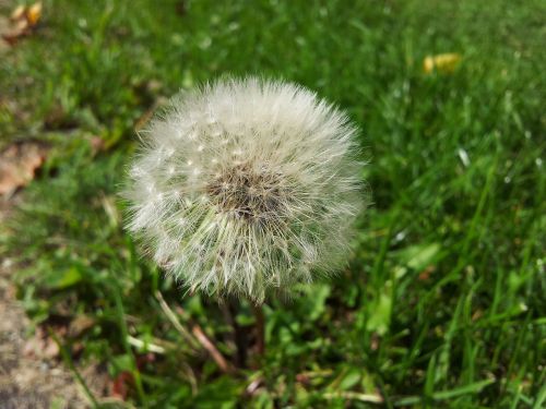 dandelion late summer summer