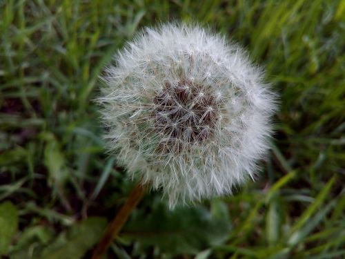 dandelion field wild herbs