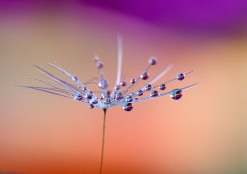 dandelion drops plant