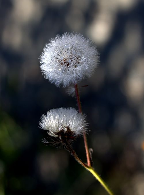 dandelion plant drops