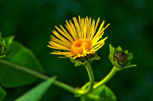 dandelion beautiful plant