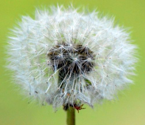 dandelion nature close