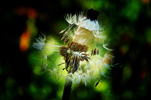 dandelion dressing-gown dandelion flowers