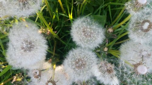 dandelion dandelions seeds