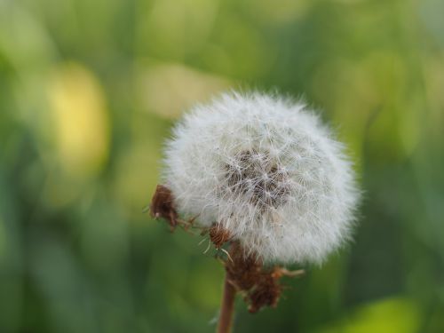 dandelion seeds close