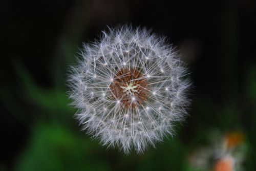 dandelion flower white