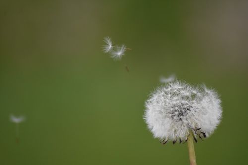dandelion flowe pollen