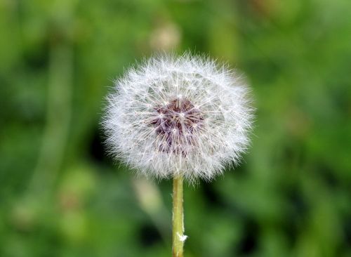 dandelion fluffy white