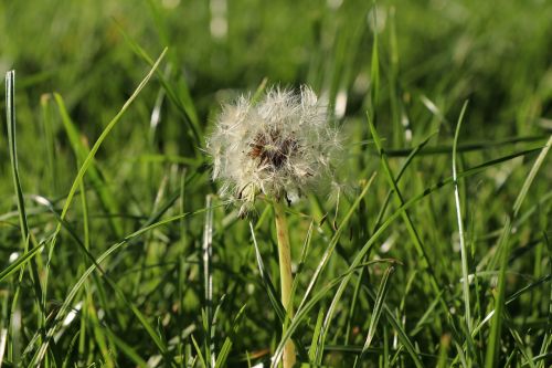 dandelion flower close