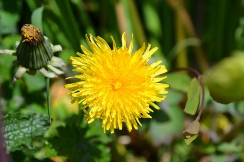 dandelion yellow flower