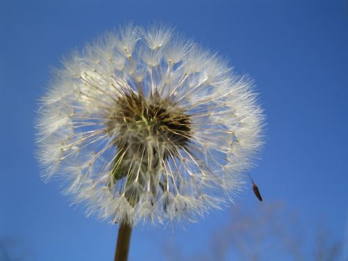 dandelion sky flower