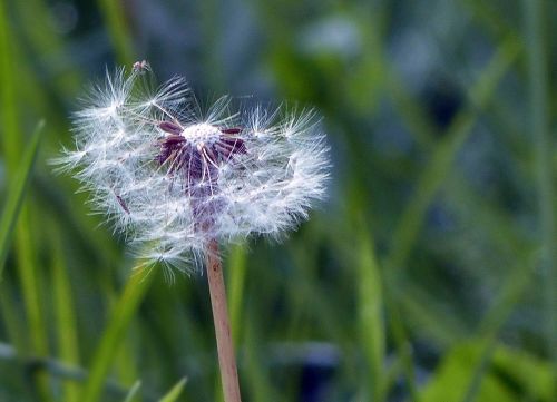 dandelion wild flower macro