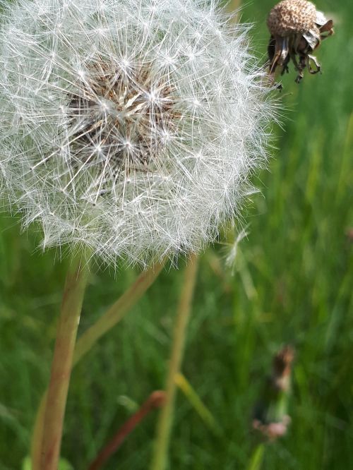 dandelion grass