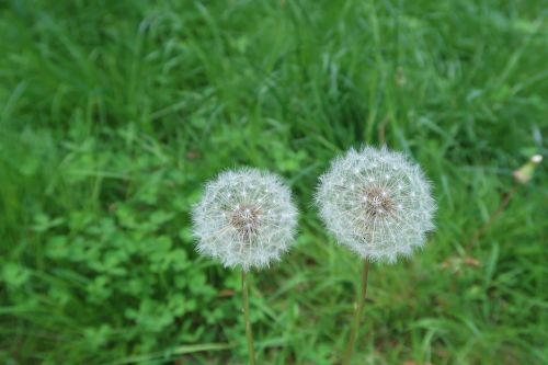 dandelion grass meadow