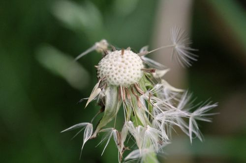 dandelion wet green