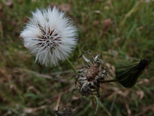 dandelion field herbs