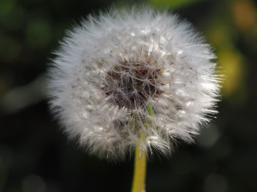 dandelion nature green